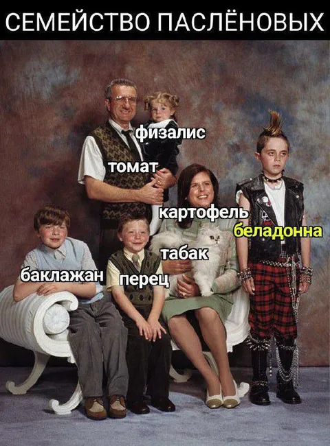 Семейство паслёновых