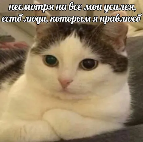 Несмотря на все мои усилия