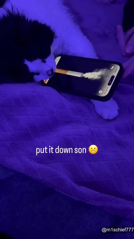 Cat Refuses to Put It Down