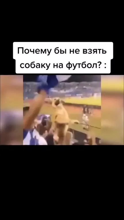 Собака на футбольном матче