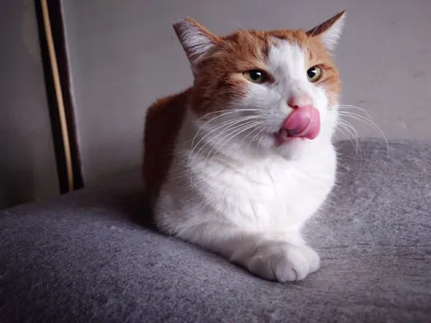 Кот облизывается
