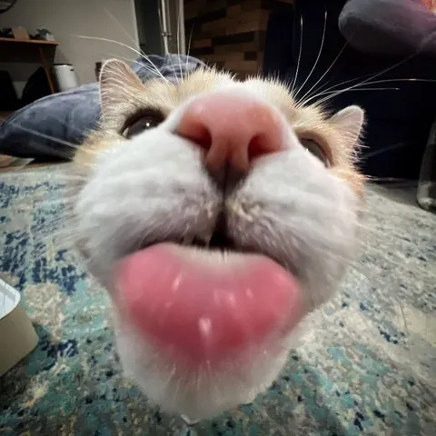 Кот с высунутым языком