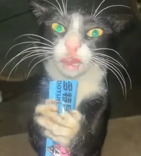 Cat Holding a POTUS Box