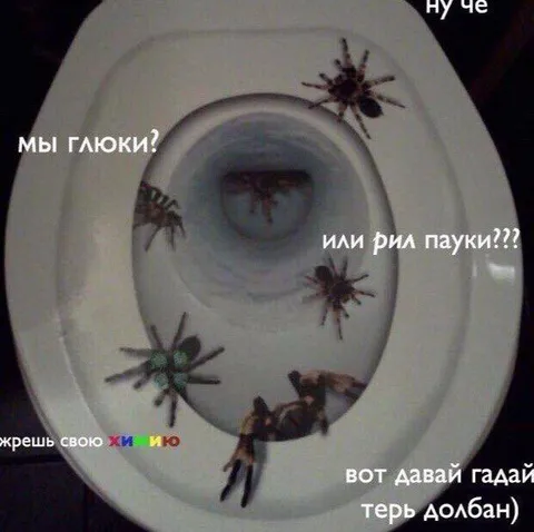 Пауки в туалете