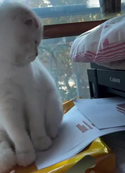 Кот печатает документы