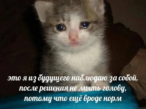 Кот из будущего наблюдает
