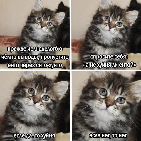 Котёнок проверяет выводы