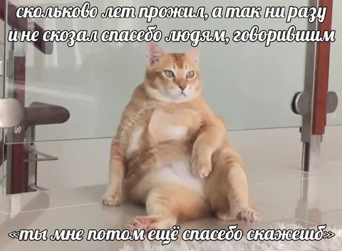 Кот, который не сказал спасибо