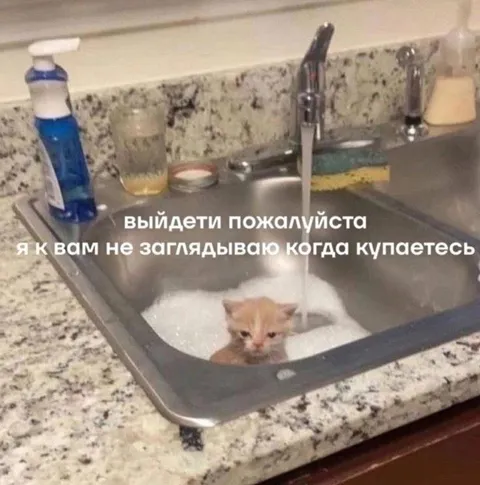 Кот просит выйти из раковины