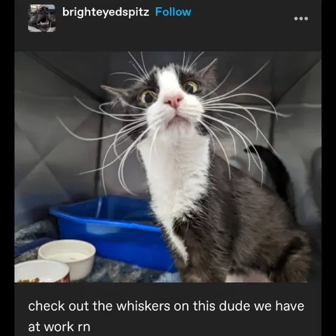Cat With Enormous Whiskers
