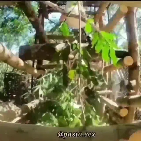 Monkey Love Reaction Video