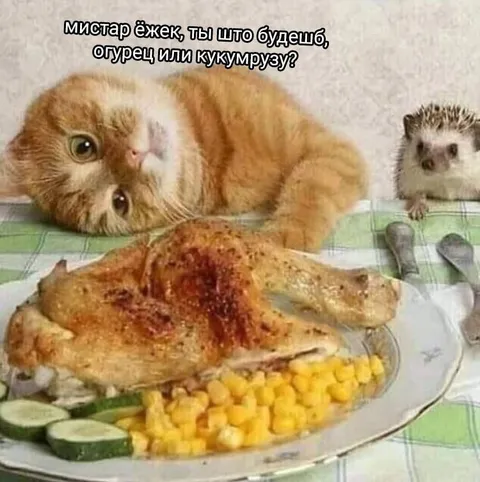 Кот выбирает гарнир к курице