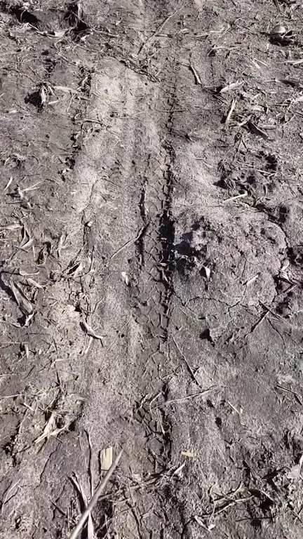 Змея оказалась следом на земле