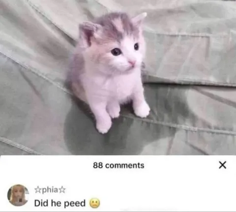 Did He Peeed