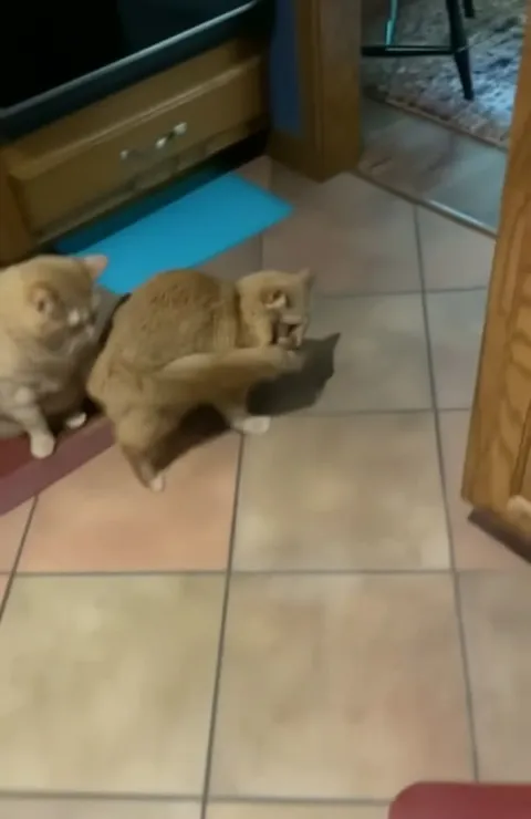 Кот кувырком убегает по дому