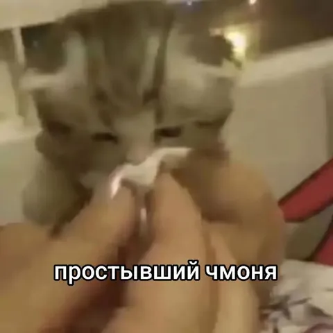 Простывший чмоня-кот