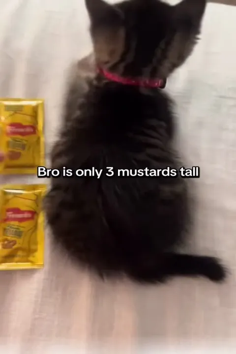 Three Mustards Tall Kitten