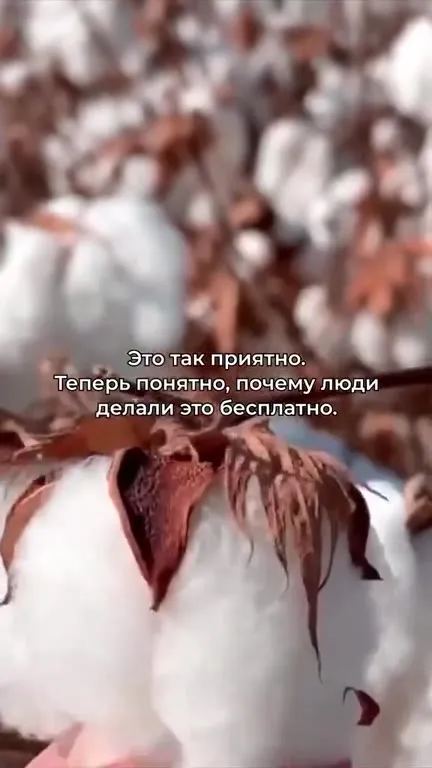 Почему хлопок бесплатный