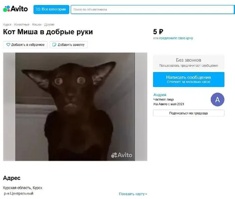 Кот Миша за 5 рублей