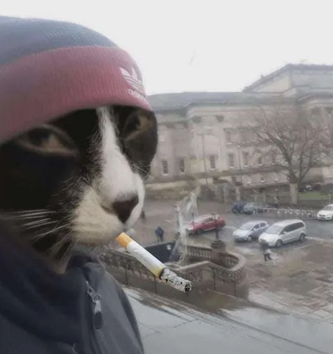 Кот в шапке с сигаретой