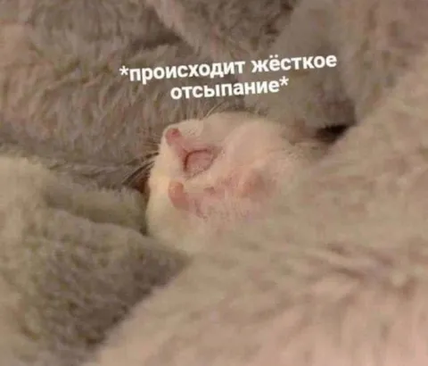 Жёсткое отсыпание кота