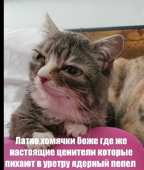 Кот ищет настоящих ценителей