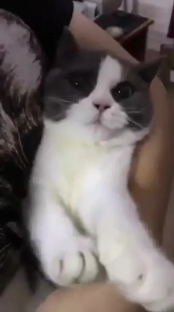 Cat Gets a Kiss