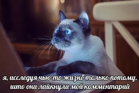 Кот расследует жизнь лайкнувшего