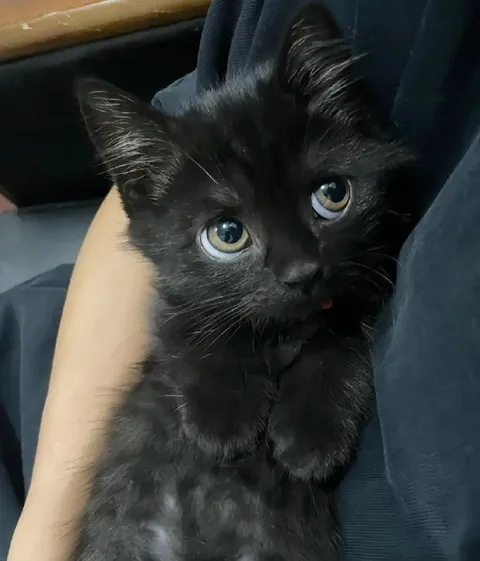 Чёрный кот с большими глазами