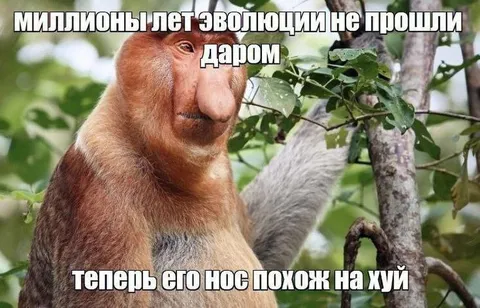 Нос похож на хуй