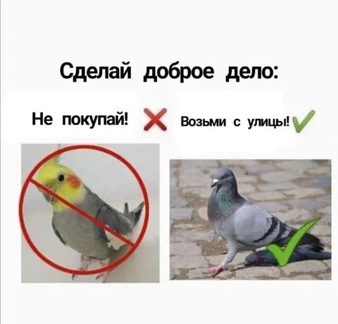Доброе дело с голубем