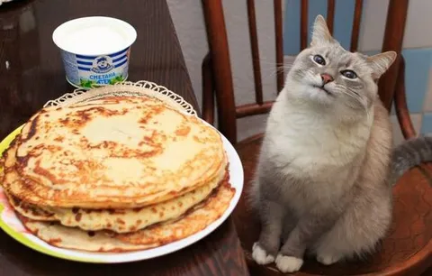 Кот ждёт блины со сметаной