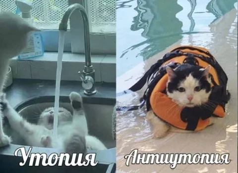 Утопия и антиутопия котов