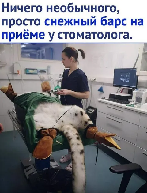 Снежный барс у стоматолога