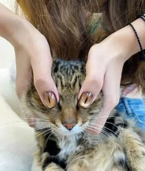 Кот с глазами-ногтями