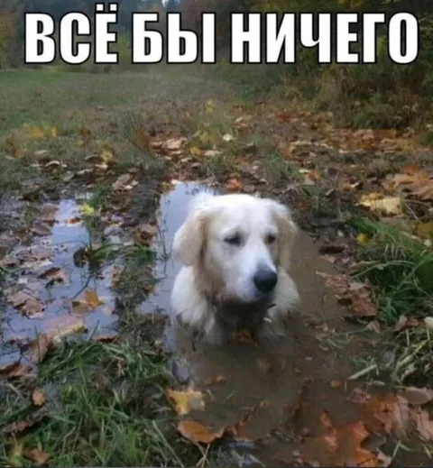 Всё бы ничего, но собака в луже