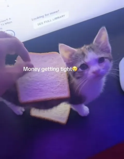 Money Getting Tight Kitten