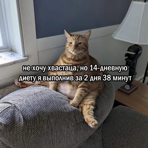 Кот завершил диету за два дня