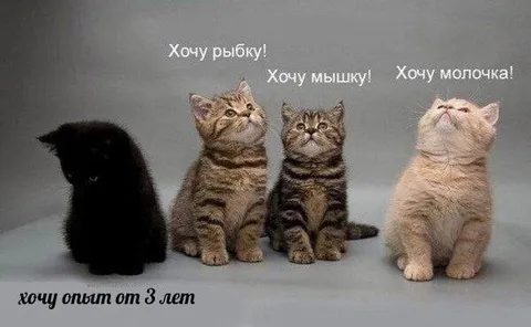 Котёнок хочет опыт