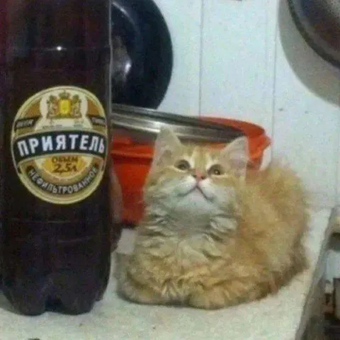 Кот рядом с приятелем