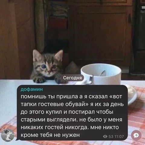 Кот и гостевые тапки