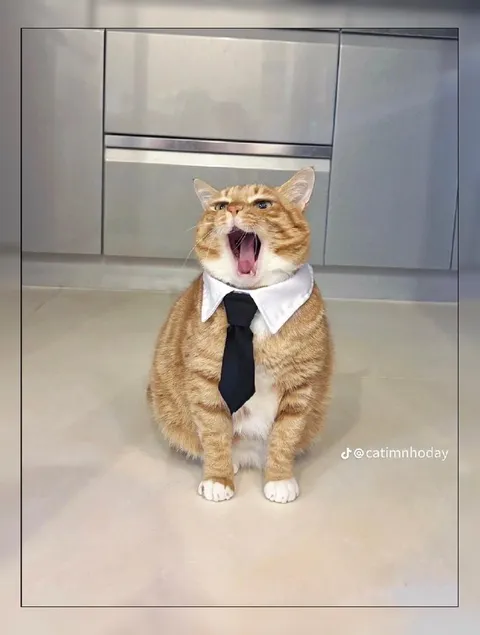 Кот кричит в галстуке