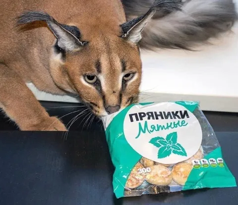 Рысь ворует мятные пряники