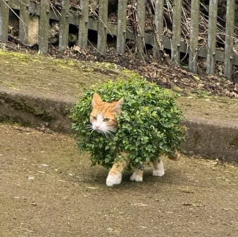 Кот прячется в кустах