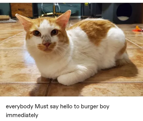 Everybody Say Hello to Burger Boy