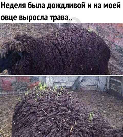 Трава выросла на овце
