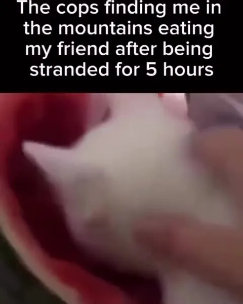 Cat Eating Its Friend