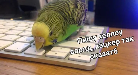 Попугай пишет хеллоу ворлд