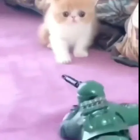 Котёнок превращается в воина