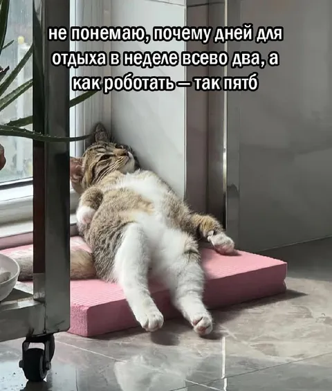 Кот отдыхает после рабочей недели
